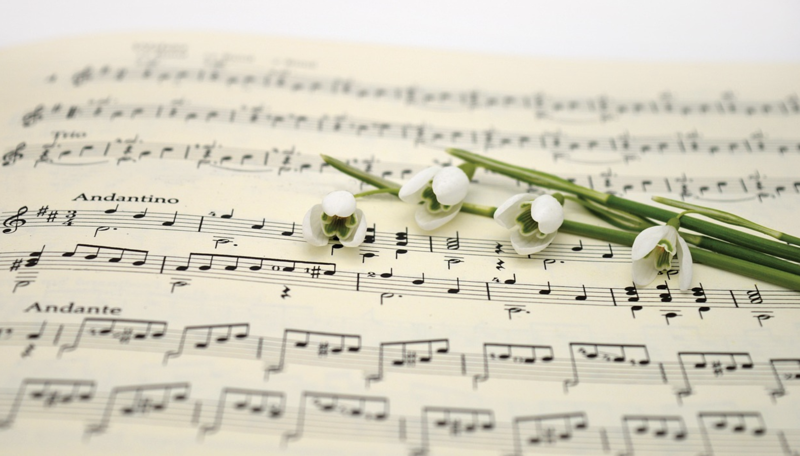 Как выбрать идеальные цветы ко Дню Учителя