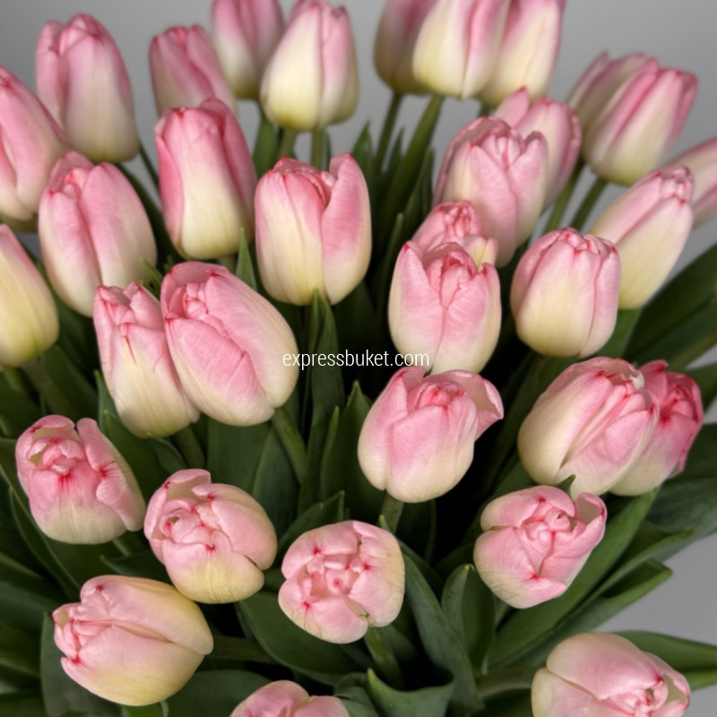 Розовые тюльпаны, 51шт